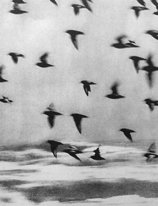 Stormo di uccelli neri in volo su un paesaggio sfocato e grigio con onde in movimento sullo sfondo, in uno stile fotografico monocromatico e atmosferico.