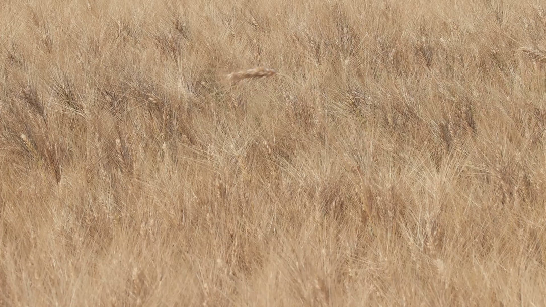 Video di brand storytelling Barmás con focus su lavorazioni sartoriali e lusso discreto veneziano